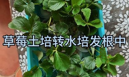 草莓怎么用水种？水培草莓的步骤和技巧是什么？