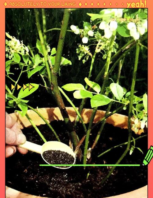 养花肥料有哪些？怎样选择适合不同植物的肥料？
