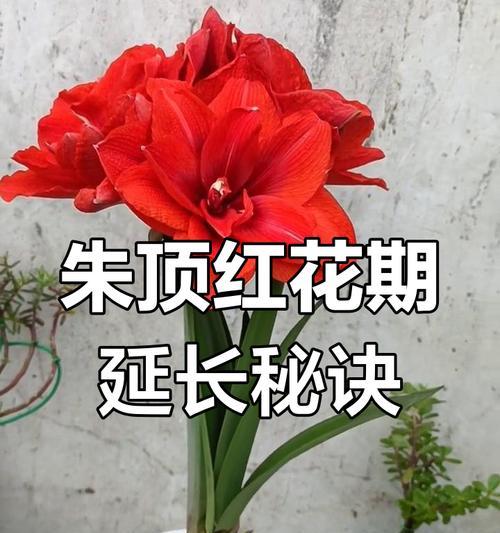 对红开花后如何修剪和管理？