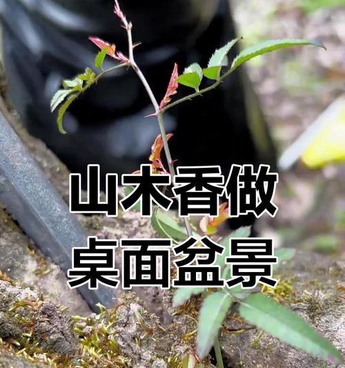 木香花嫁接的步骤和技巧是什么？