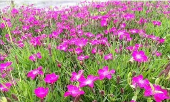石竹花的开花季节是什么时候？如何养护以促进开花？