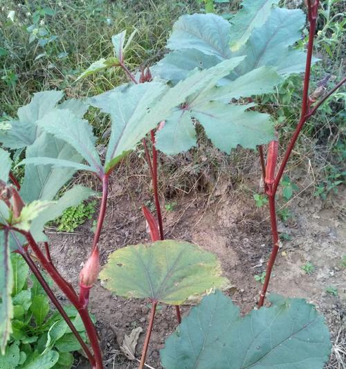 黄秋葵的花是什么样子的？黄秋葵花的特征有哪些？