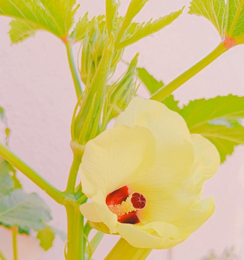 黄秋葵的花是什么样子的？黄秋葵花的特征有哪些？