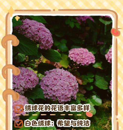 哪种花卉的花语代表友好？