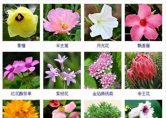 哪种花卉的花语代表友好？