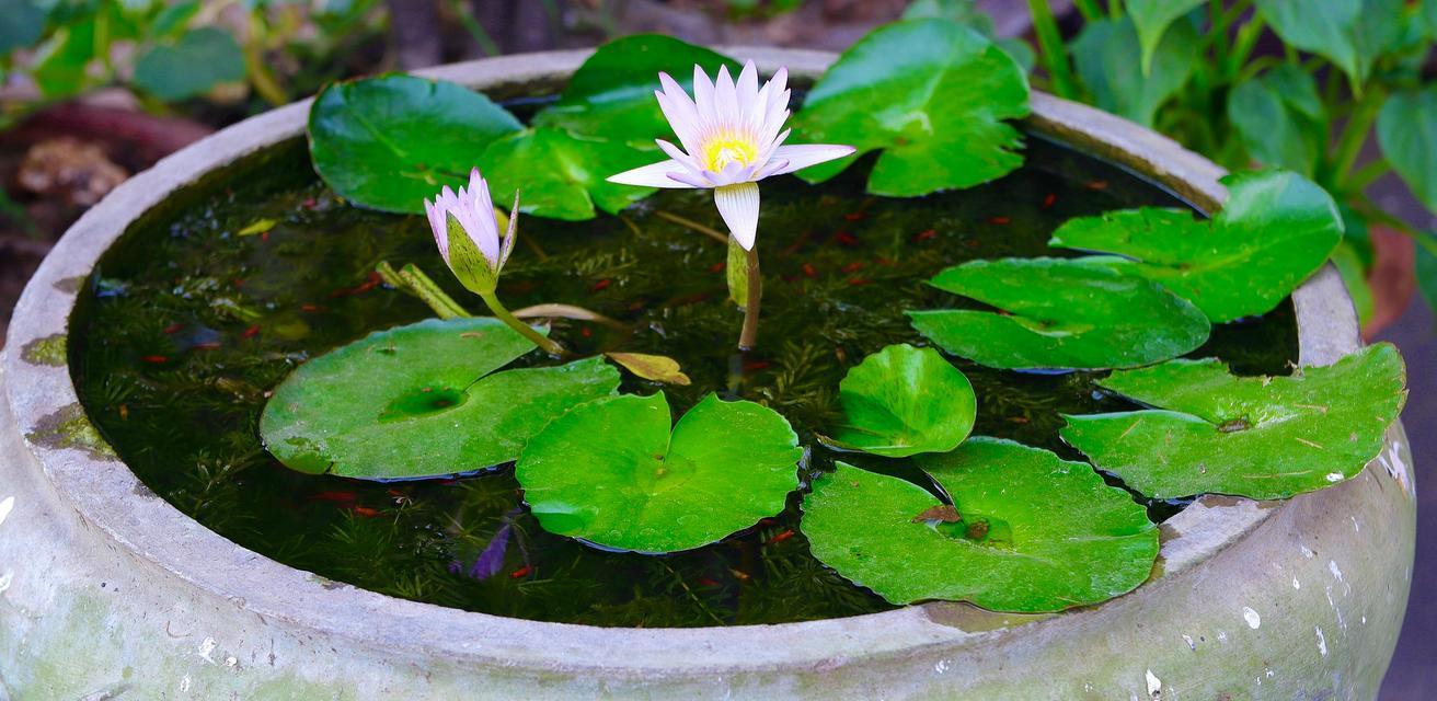 水养植物有哪些？适合水培的植物种类有哪些？