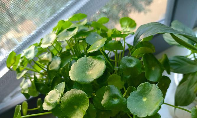 水养植物有哪些？适合水培的植物种类有哪些？