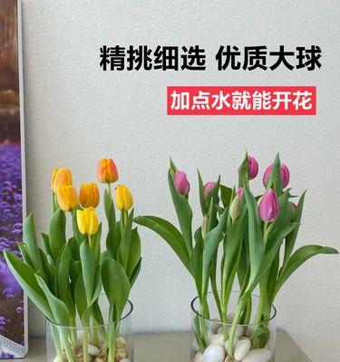 水养植物有哪些？适合水培的植物种类有哪些？