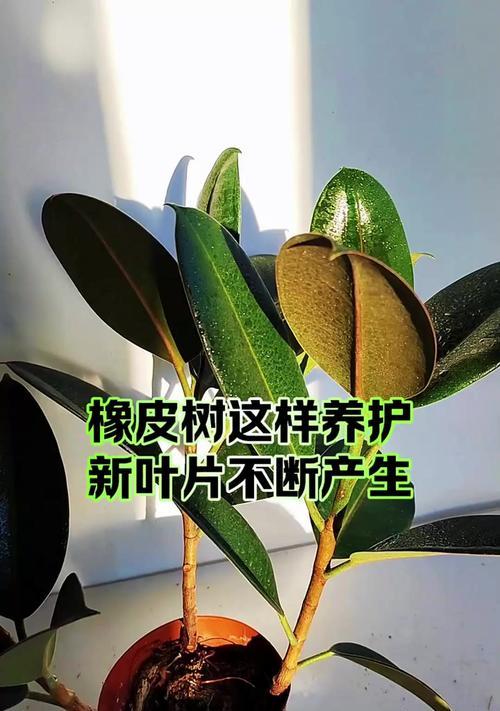 橡皮树叶子繁殖方法是什么？