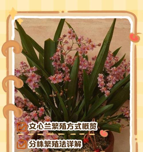 兰花繁殖快的方法是什么？