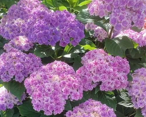 夏天有哪些花适合室内种植？