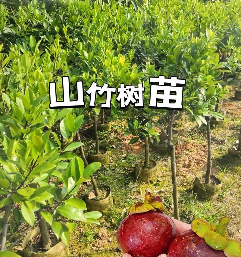 山竹树种植的技巧和注意事项是什么？