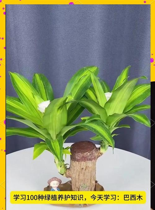 巴西木树干发芽的方法有哪些？