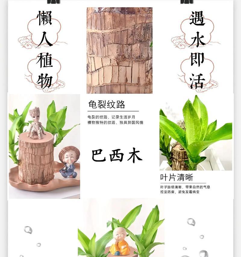 巴西木树干发芽的方法有哪些？