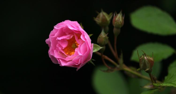 小家碧玉花修剪技巧有哪些？