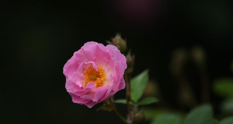小家碧玉花修剪技巧有哪些？