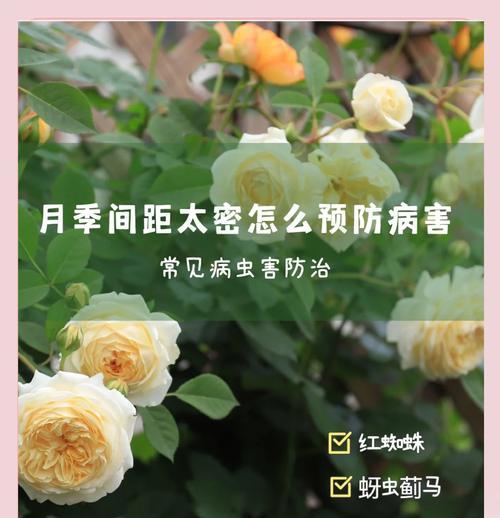 月季白粉病的预防措施有哪些？如何有效控制？