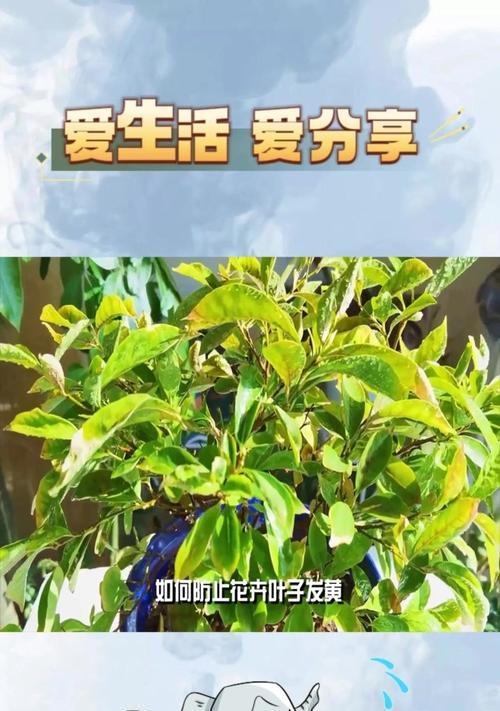 花卉叶子发黄的常见原因及解决办法是什么？