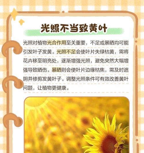 花卉叶子发黄的常见原因及解决办法是什么？