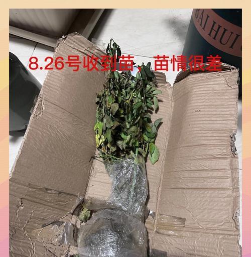 月季换盆的最佳时间和步骤是什么？