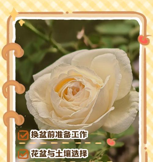 月季换盆的最佳时间和步骤是什么？