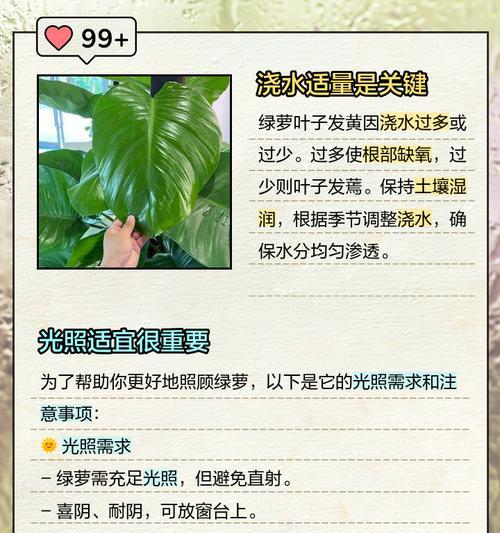 水养绿萝叶子发黄怎么办？可能的原因和解决方法是什么？