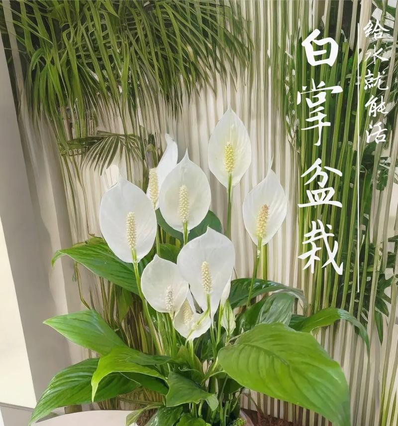 白掌的养护方法和常见问题解答是什么？
