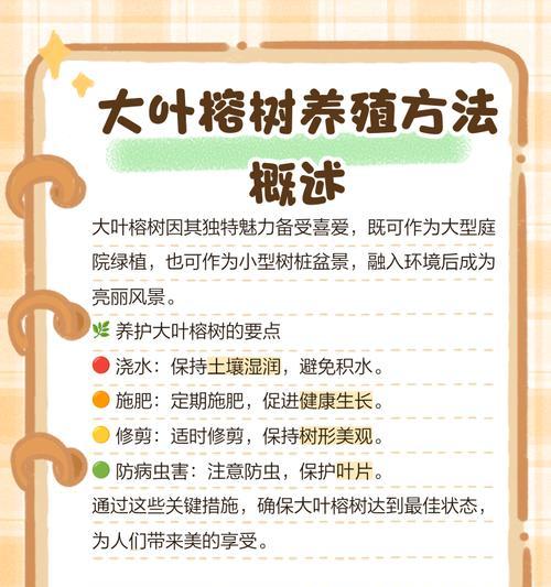 榕树快速生长的秘诀是什么？