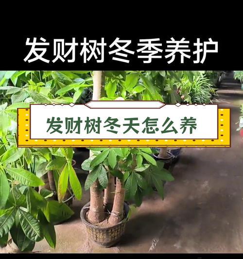 大发财树的养殖方法是什么？如何保持其健康？