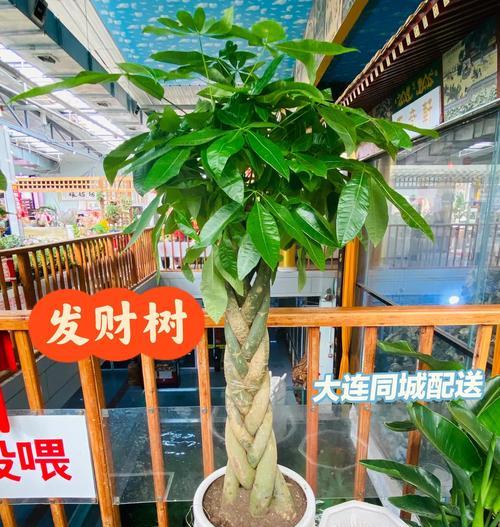 大发财树的养殖方法是什么？如何保持其健康？
