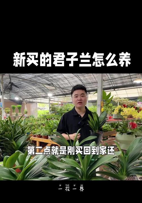 君子兰品种怎么选择？君子兰种植需要注意什么？