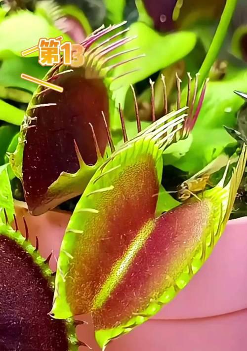 食虫植物是什么？它们如何捕食昆虫？