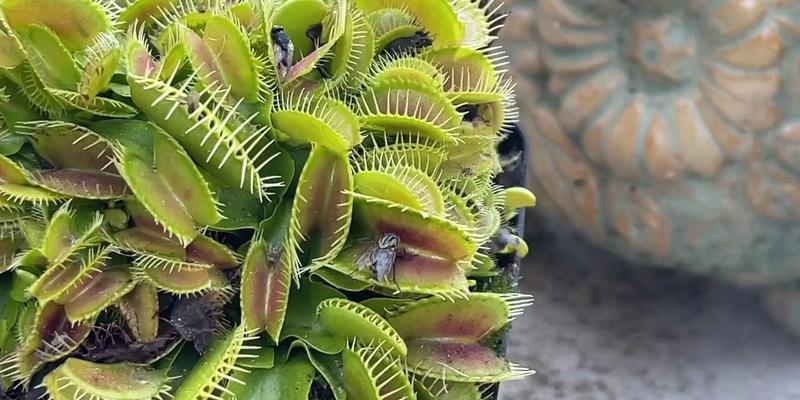 食虫植物是什么？它们如何捕食昆虫？