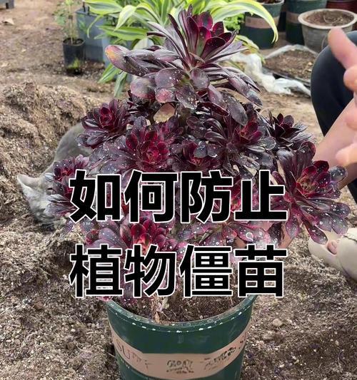 植物培养技巧有哪些？如何确保植物健康成长？