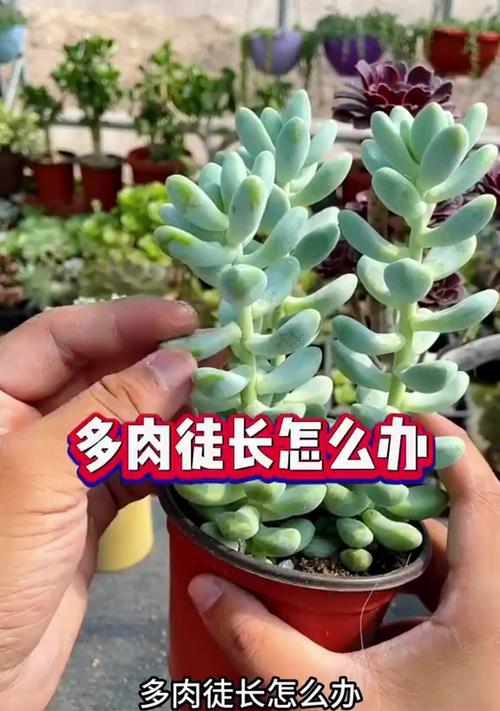 植物徒长具体是什么意思？如何防止植物徒长的发生？
