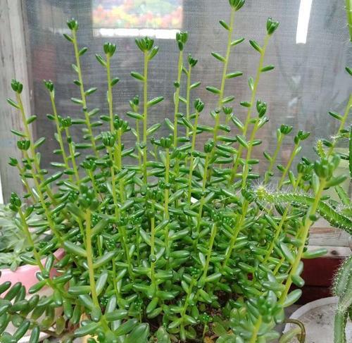 植物徒长具体是什么意思？如何防止植物徒长的发生？