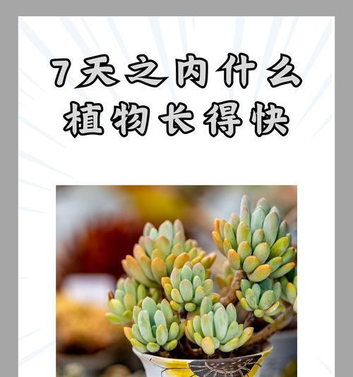 植物徒长具体是什么意思？如何防止植物徒长的发生？