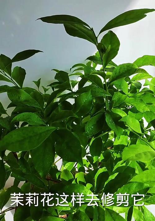 茉莉花修剪的最佳季节是什么时候？修剪方法如何？