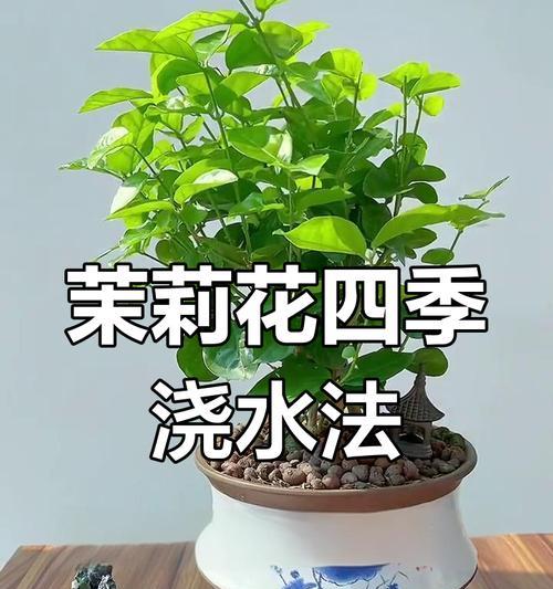 茉莉花修剪的最佳季节是什么时候？修剪方法如何？