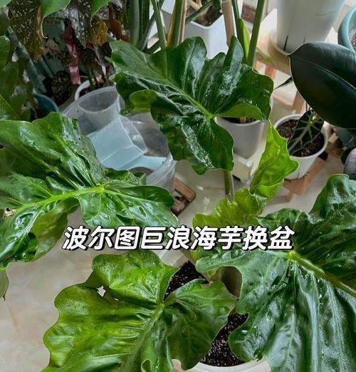 水盆栽制作步骤是什么？怎样才能制作出美观的水盆栽？
