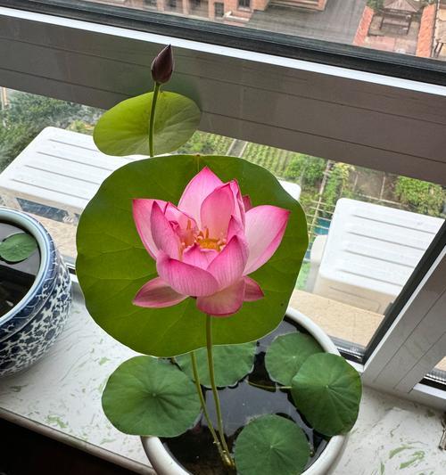 碗莲有多少品种？如何选择适合的碗莲品种？