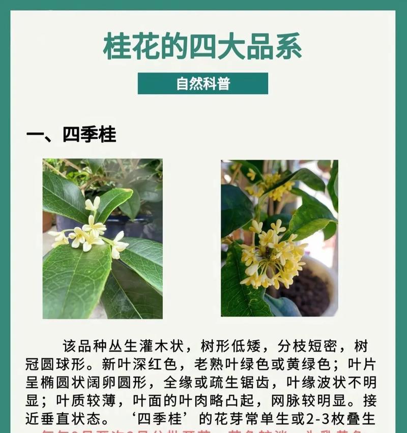 花的用途有哪些？花卉对环境有哪些益处？