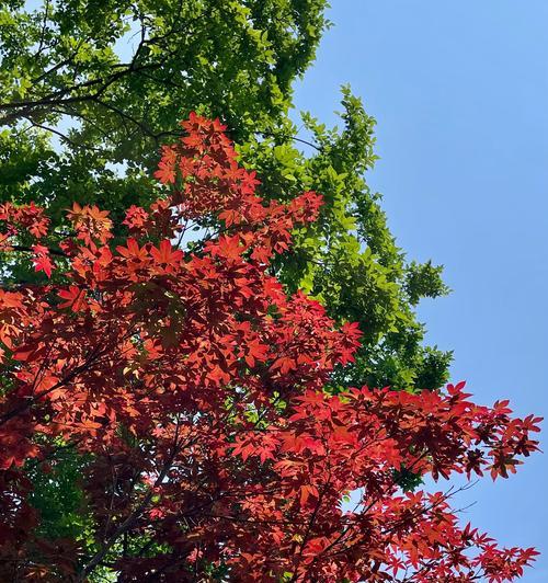 枫叶的花语是什么？它代表了哪些情感？
