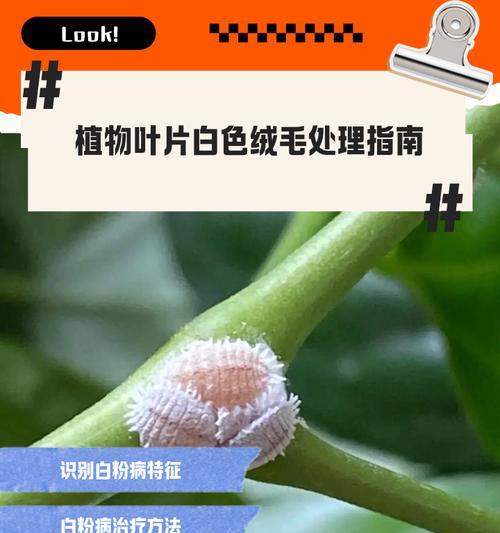 植物叶子斑点的处理方法是什么？
