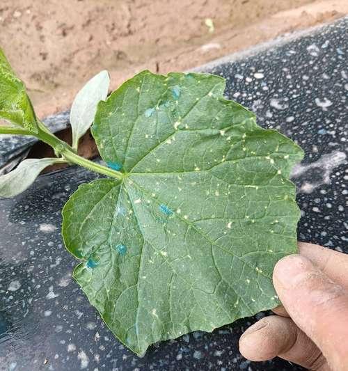 植物叶子斑点的处理方法是什么？
