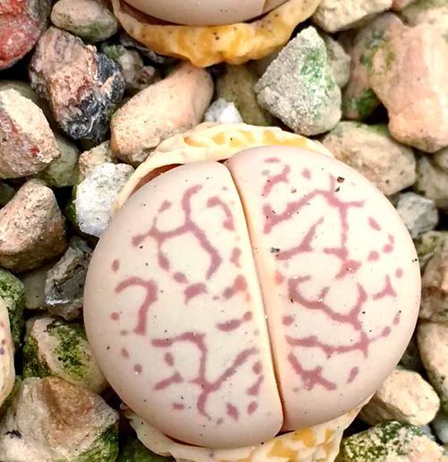 石生花的正确养植方法有哪些？