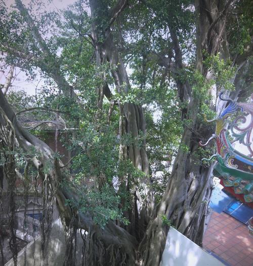 榕树品种大全？哪种榕树最适合室内种植？