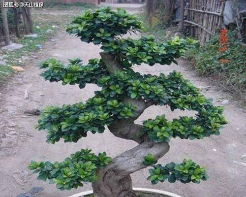 榕树品种大全？哪种榕树最适合室内种植？