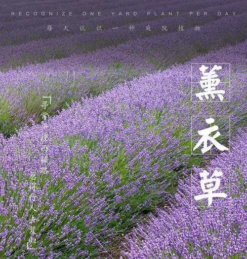 薰衣草的象征意义是什么？
