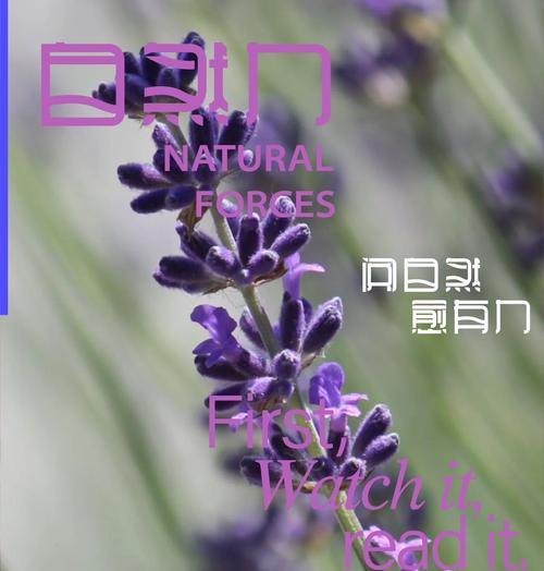 薰衣草的象征意义是什么？